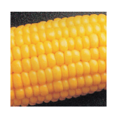 Cob Corn (옥수수)