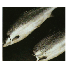 Atlantic salmon (대서양연어)