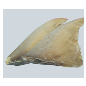 Dry Shark's Fin Whole (상어지느러미홀)