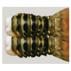 Lobster tail (바다가재꼬리)