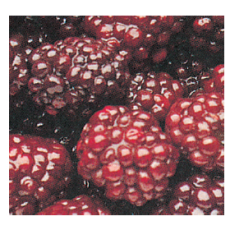 Black Rasberries (검은산딸기)